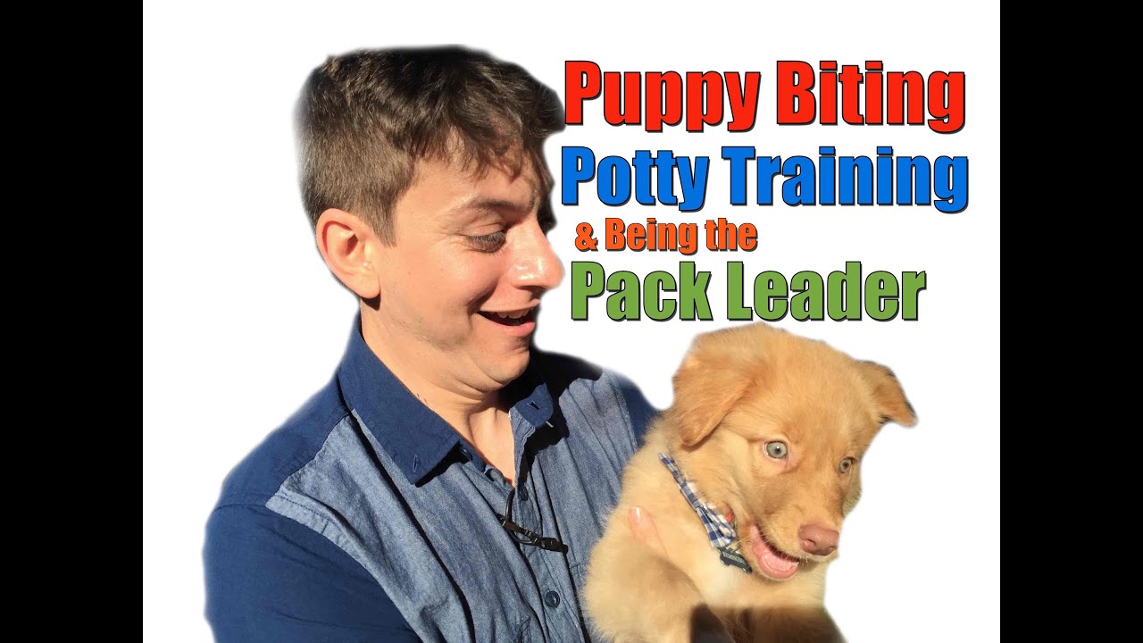 Advice that Anyone with a Dog Needs to Know: Puppy Biting, Potty Training & Being the Pack Leader