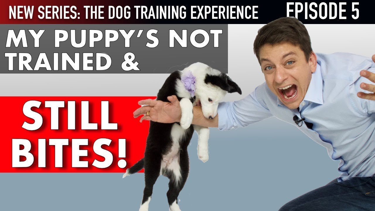 I’ve Had My Puppy 6 Days and She’s NOT TRAINED! (NEW SERIES: The Dog Training Experience Episode 5)