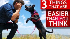 3 Easy Things to Teach Any Dog That Most People Think Are Hard (Teeth brushing, let go of toys...)