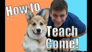 Come when Called: The FASTEST Way to Teach YOUR DOG to COME WHEN CALLED ANYWHERE!