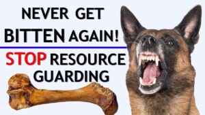 How To Stop Food Aggression & Resource Guarding + Stop Biting When Giving Treats