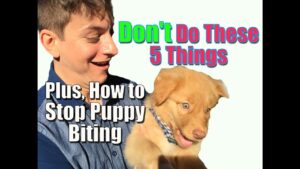 How to Stop Puppy Biting and Don’t Do These 5 Things When Training Your Puppy