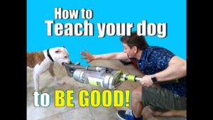 How to Get Your Dog to Listen to YOU Around ANYTHING - Even Vacuum Cleaners!