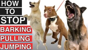 How To Train Your Dog To Stop Leash Pulling, Stop Barking, and Stop Jumping!