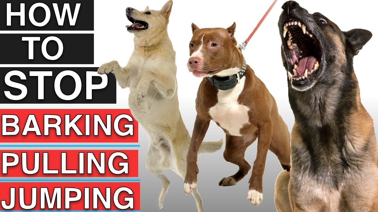 How To Train Your Dog To Stop Leash Pulling, Stop Barking, and Stop Jumping!