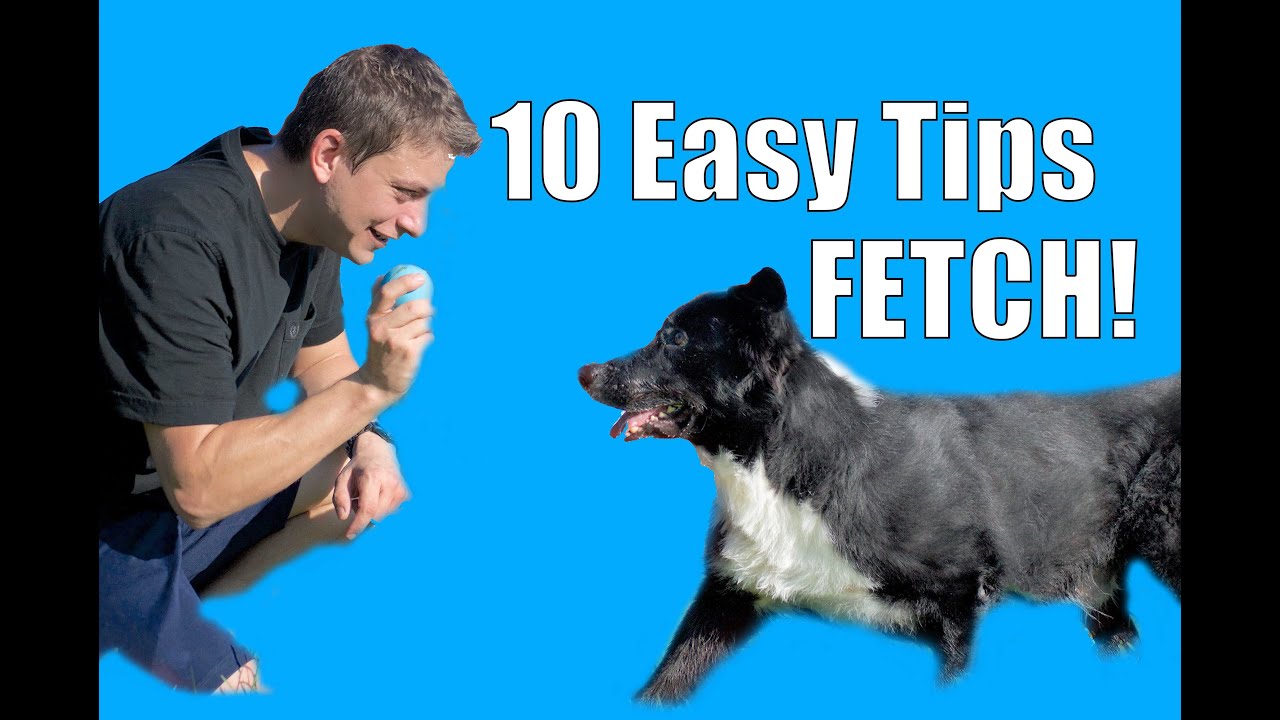 10 Easy Tips for Teaching your Dog a RELIABLE Fetch!