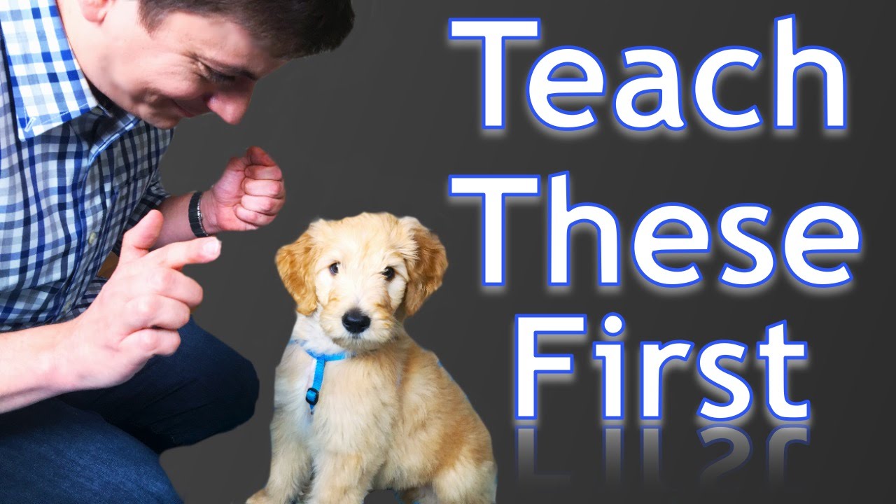 3 Easy Things to Teach your NEW PUPPY!