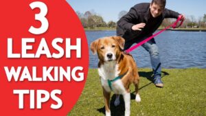 3 Things Your Dog MUST Know to Walk Nicely on Leash