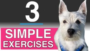 3 Training Exercises You Can Do With Your Dog (In depth puppy training)