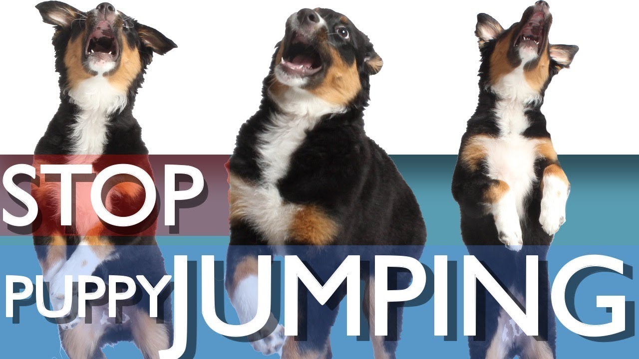 3 Ways To Stop Your Puppy From Jumping!