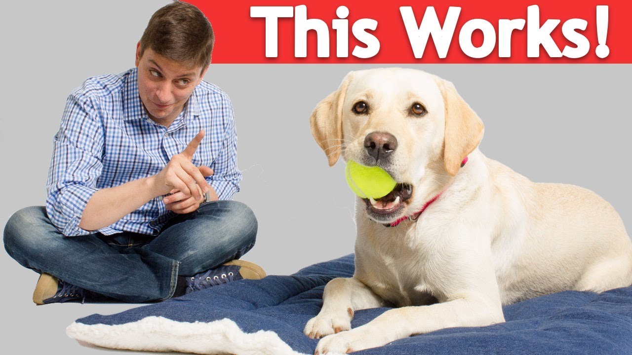4 Annoying Dog Habits you can Stop with a Simple Crate Pad