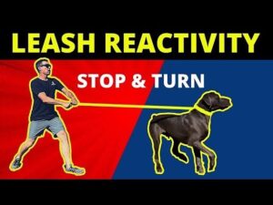 4 keys to leash reactivity - My in person seminar this Saturday