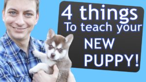 4 Things to Teach your NEW PUPPY Right Now!