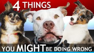 4 Things You Might Be Doing Wrong With Your Dog In Public