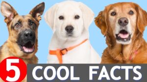 5 Cool Facts About Dogs You Might Not Know