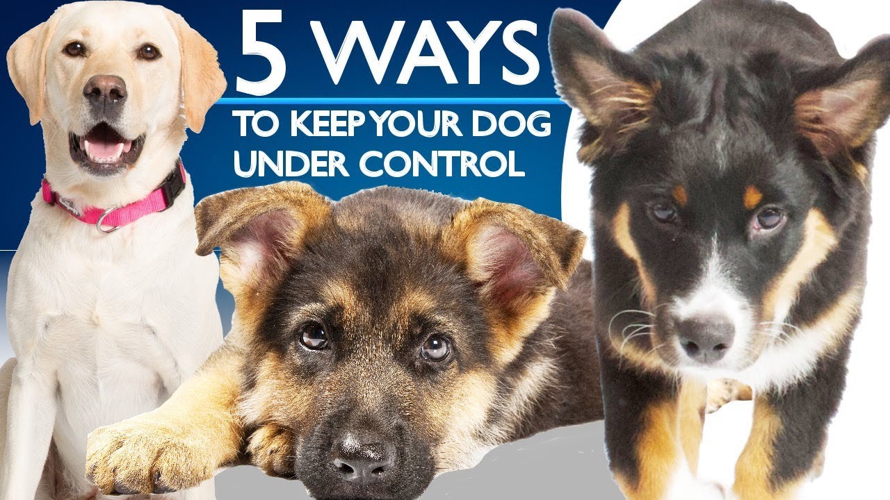 5 Ways To Keep Your Dog Under Control!