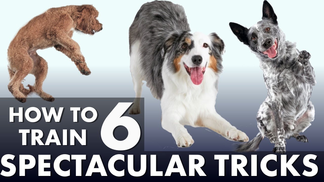 6 Impressive Dog Tricks That Are Easier Than You Think!