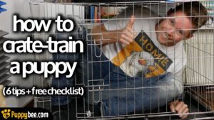 6 Tips on How to Crate-Train a Puppy Fast