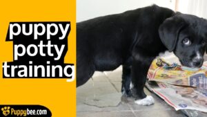 6 Tips on How to Potty Train a Puppy Fast (Potty Training in 2020)