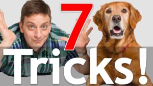 7 Dog Tricks in 5 Minutes!