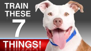 7 Things To Teach Your Dog!