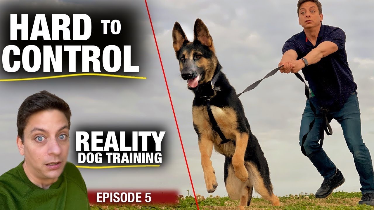 What it’s REALLY Like. Going out for THE FIRST TIME with Moira: Reality Dog Training