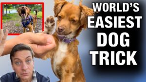 Training My OWN DOG to STOP BARKING at EVERYTHING That Moves! How To Train the World’s EASIEST Trick