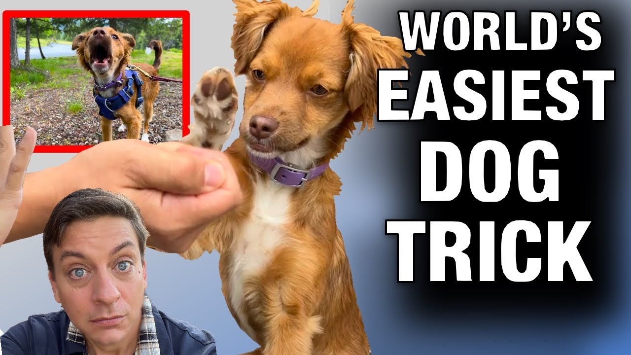 Training My OWN DOG to STOP BARKING at EVERYTHING That Moves! How To Train the Worldâ€™s EASIEST Trick