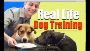 Behind the scenes of the Dog Training rEvolution!