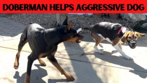 Can a dog fix another dogs aggression?  Watch Prince in action.