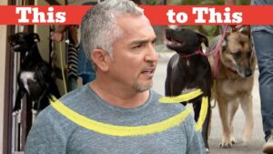 Can Cesar Millan Control These 3 Alpha Dogs?