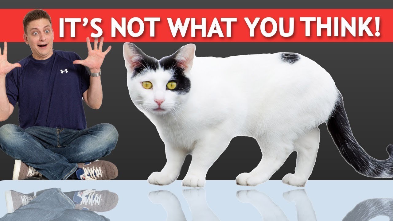 Can You Train Cats? We'll Find Out! It’s not what you think!