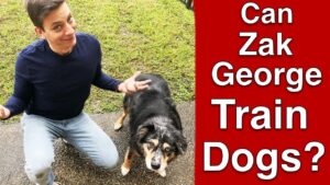 Can Zak George ACTUALLY Train Dogs?