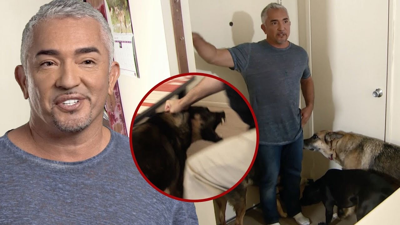 Cesar Millan Battles 3 Aggressive Dogs AND 1 Skeptical Owner