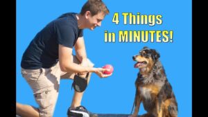 How to Teach your Dog to do 4 things in Minutes (Roll over, Play dead, Sit, Lie down)