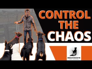 Controlling Chaos - It can fix your dog!