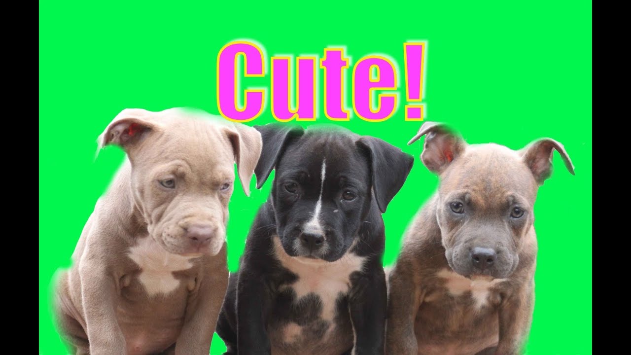 Cutest Puppies EVER! Playing "Ruff"!
