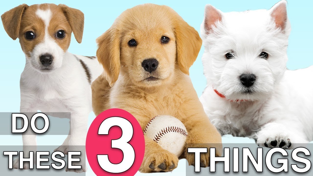 Do These 3 Things To Train Your NEW PUPPY Fast!