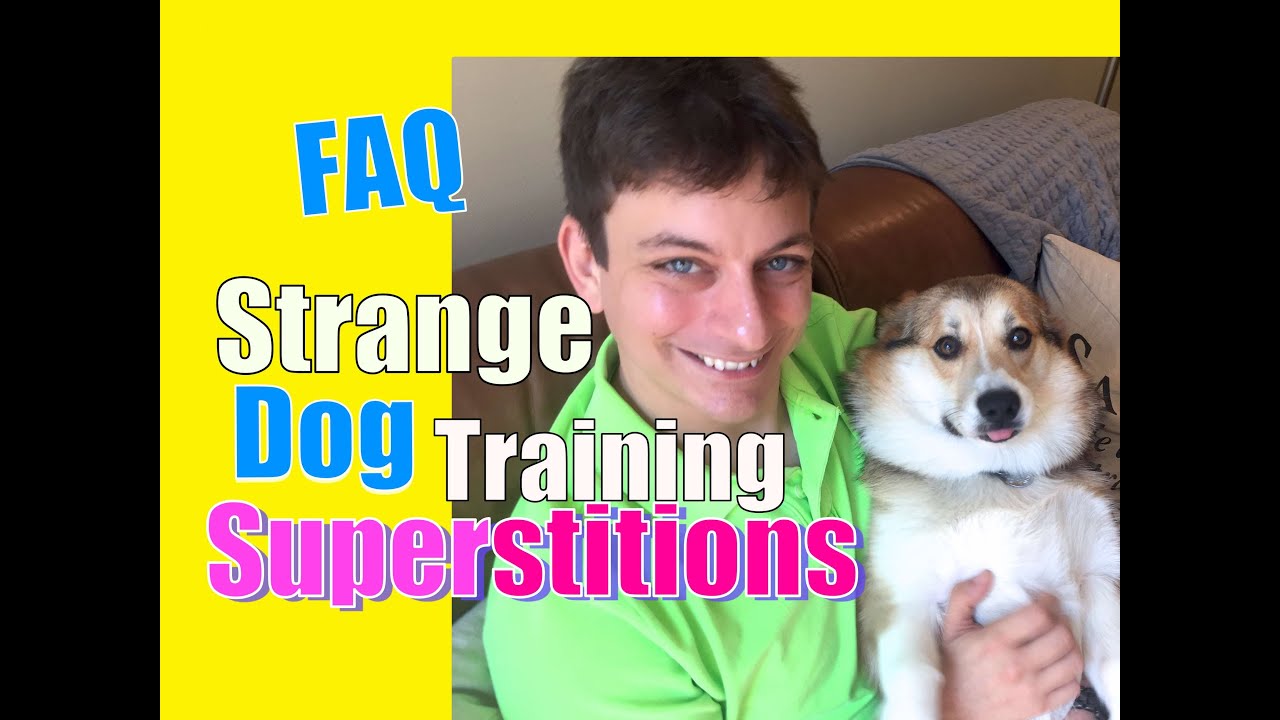 Do You Believe These 2 Common Dog Training Superstitions? FAQ