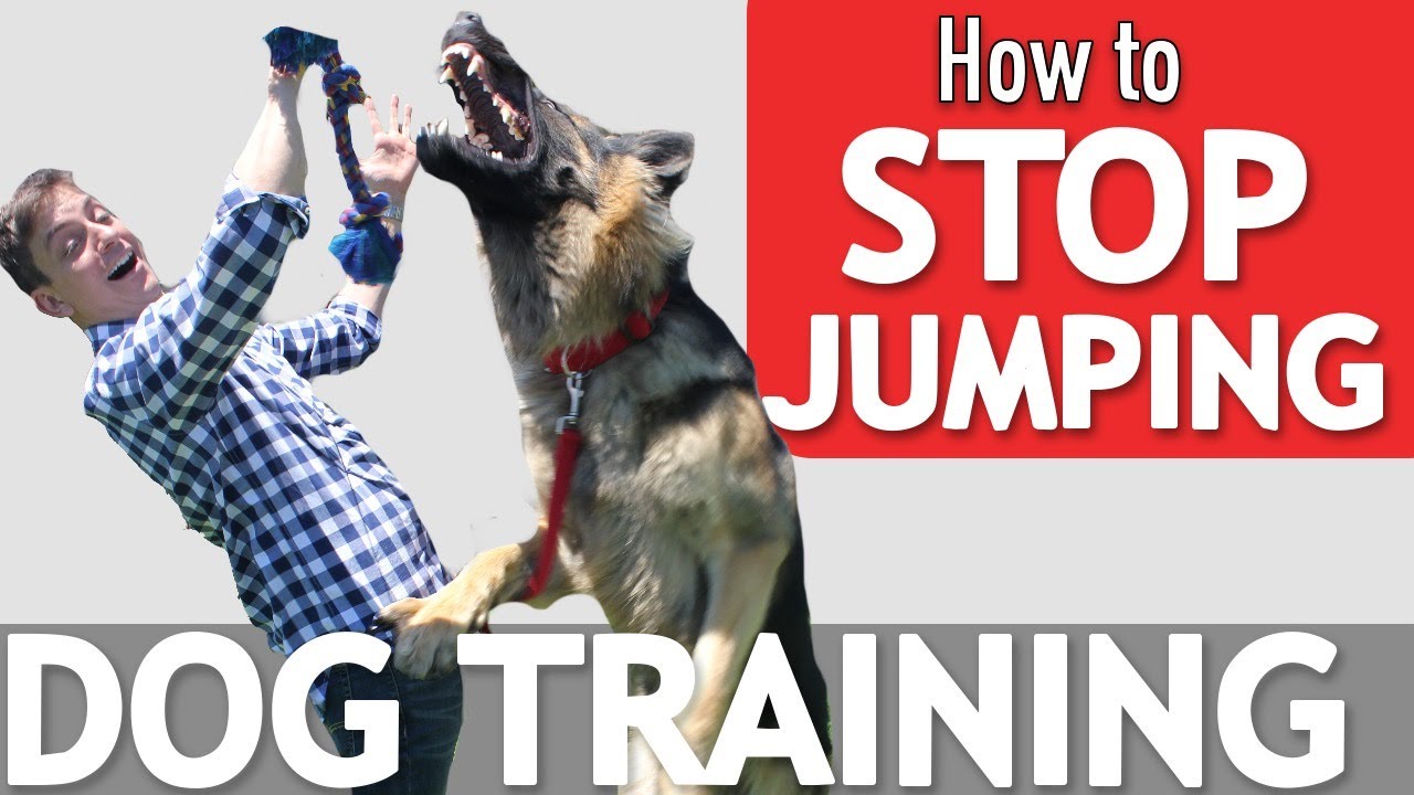 Does your Dog Jump on Everyone? Here's what to Do!