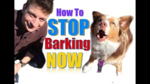 How to Teach Your Dog Not to Bark,  Humanely and Effectively: 3 Things You Can Do Right Now