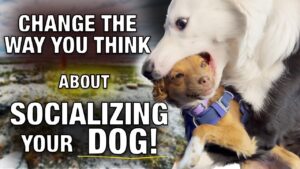 Dog Socialization ￼is Different Than You Think￼