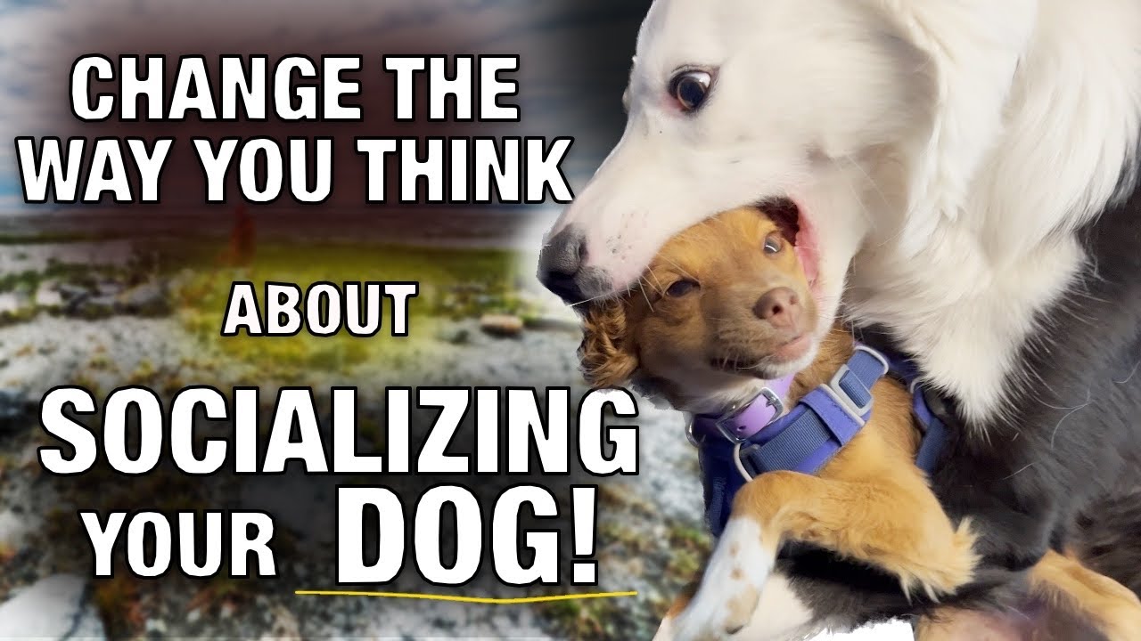 Dog Socialization ï¿¼is Different Than You Thinkï¿¼
