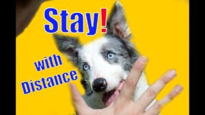 Dog Training 101: How to teach Stay with Distance