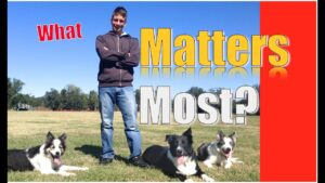 Dog Training 101: What matters most in dog training?