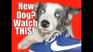 Dog Training: New Dog? You Need to Know This!