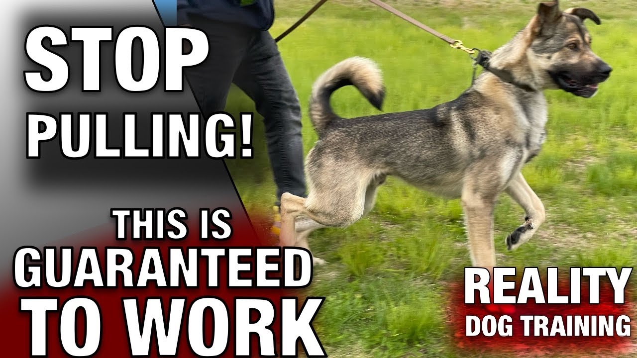 The MOST REALISTIC Leash Training Lesson for SEVERE PULLERS. Reality Dog Training