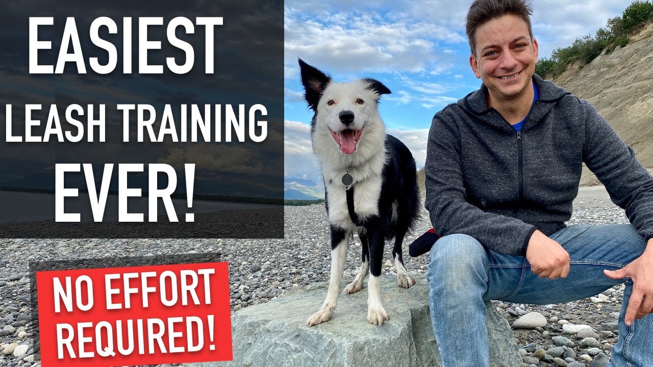 Even if Your Dog is TERRIBLE on LEASH, You Can Do This Training Walk!