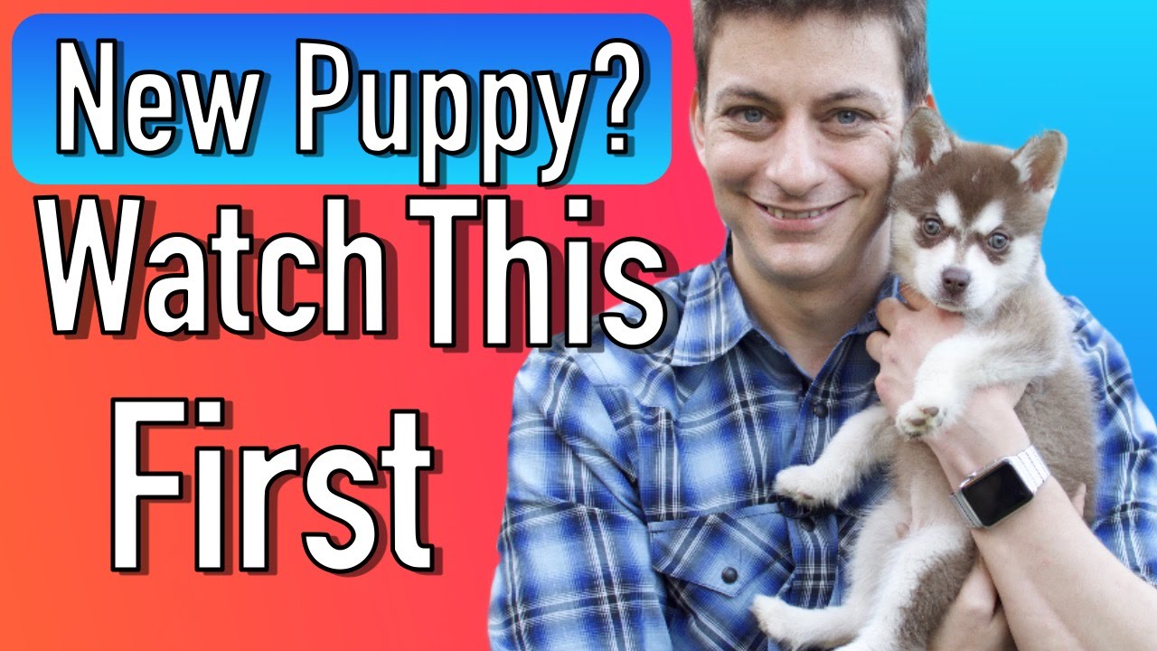 Everything you Need to be Prepared for your New Puppy!