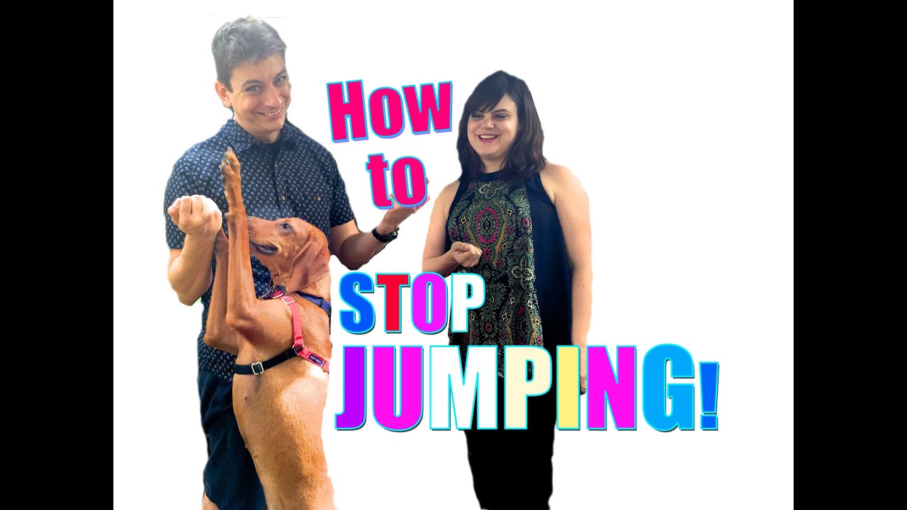 Everything You Need to Know to STOP Your Dog From JUMPING